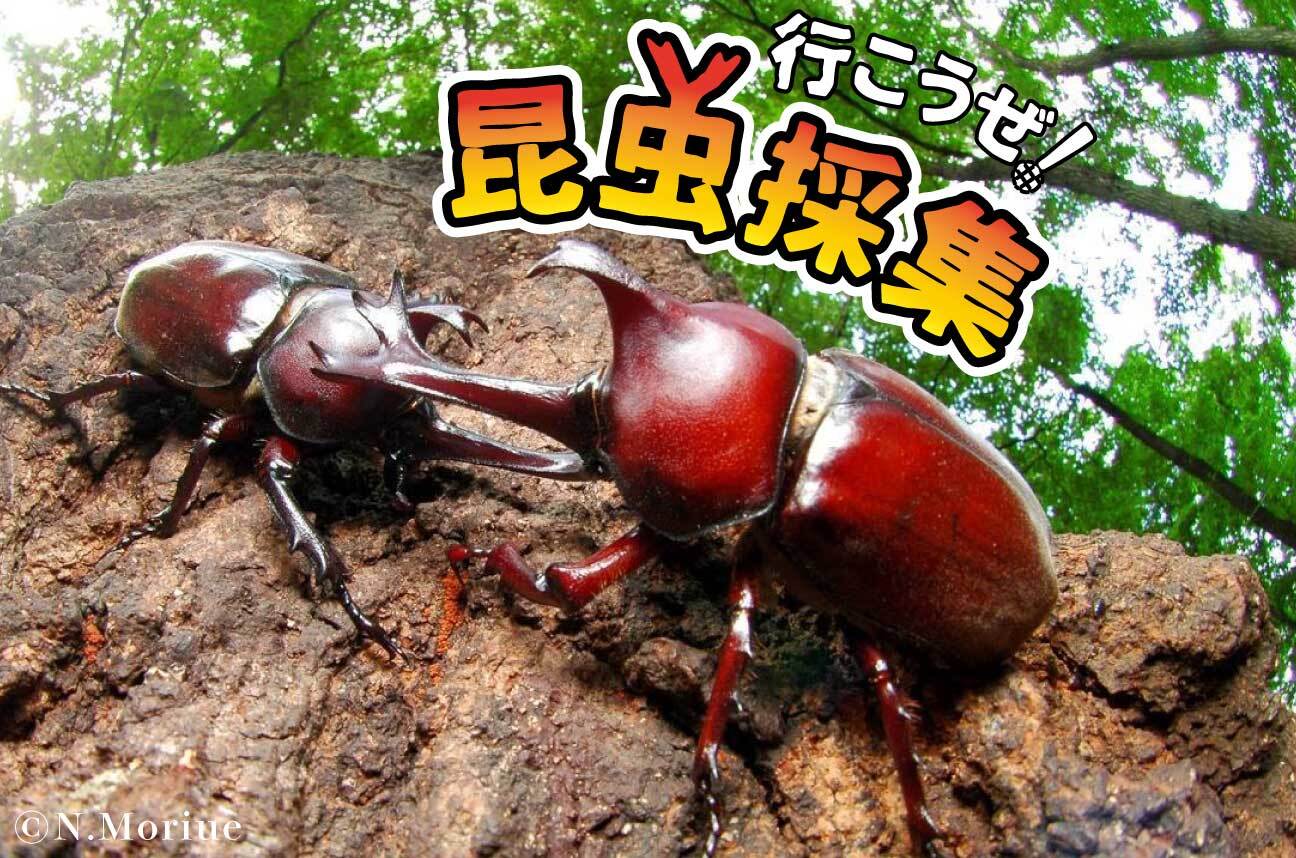 夏休み最後の思い出づくりに超オススメ。虫のプロと行く「本気の昆虫採集」が楽しすぎた